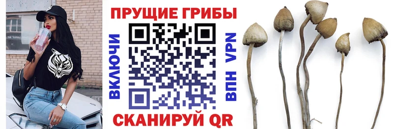 где можно купить наркотик  Южноуральск  блэк спрут онион  Псилоцибиновые грибы Psilocybe 