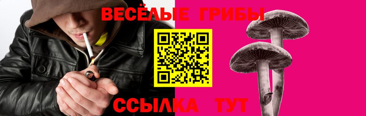 Галлюциногенные грибы Psilocybe Южноуральск